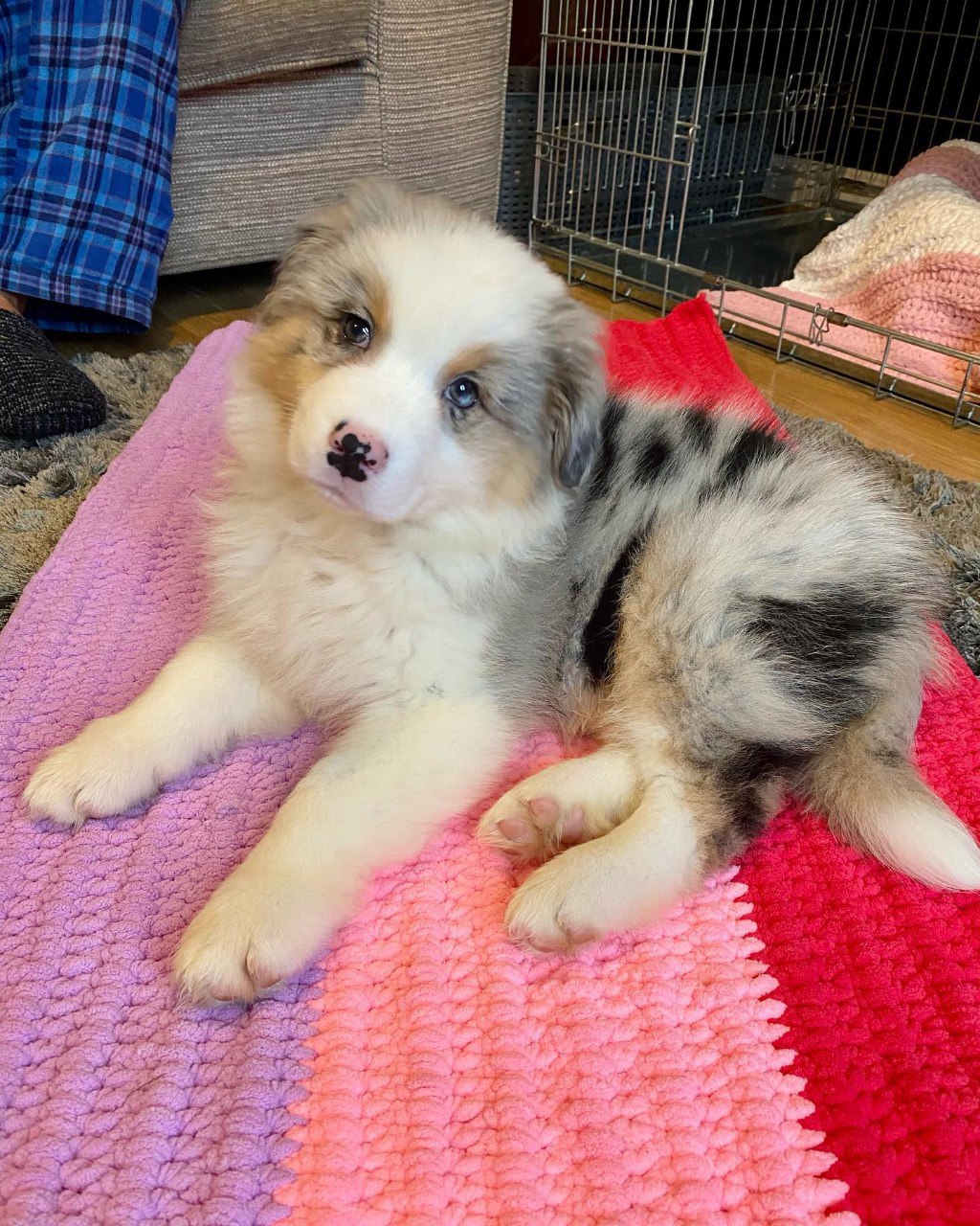 Morlich - Australian Shepherd Puppy